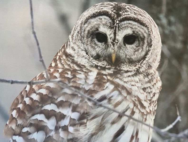 Owl